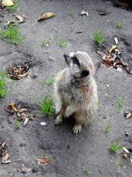 Meerkat at the Dierenpark De Oliemeulen zoo