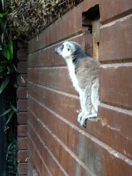 Ring-tailed Lemur at the Dierenpark De Oliemeulen zoo