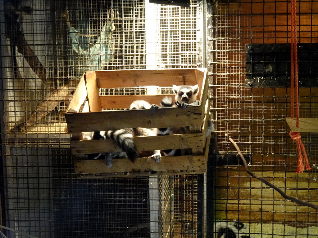 Ring-tailed Lemurs at the Dierenpark De Oliemeulen zoo