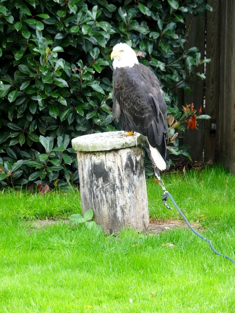 Bald Eagle at the Dierenpark De Oliemeulen zoo