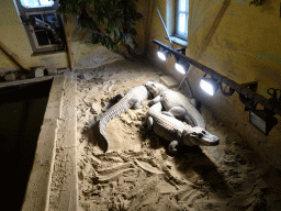 American Alligators at the Ground Floor of the main building of the Dierenpark De Oliemeulen zoo