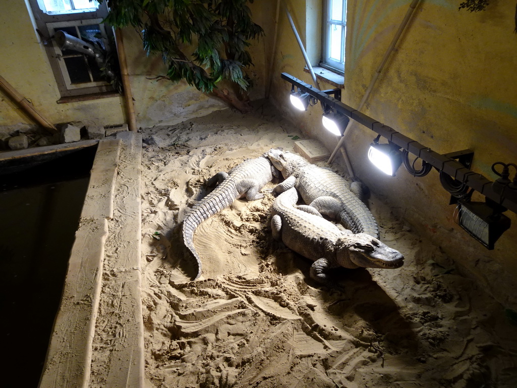 American Alligators at the Ground Floor of the main building of the Dierenpark De Oliemeulen zoo