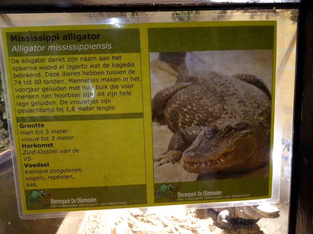 Explanation on the American Alligator at the Ground Floor of the main building of the Dierenpark De Oliemeulen zoo