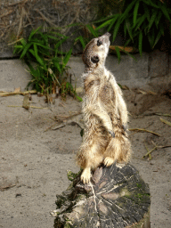 Meerkat at the Dierenpark De Oliemeulen zoo