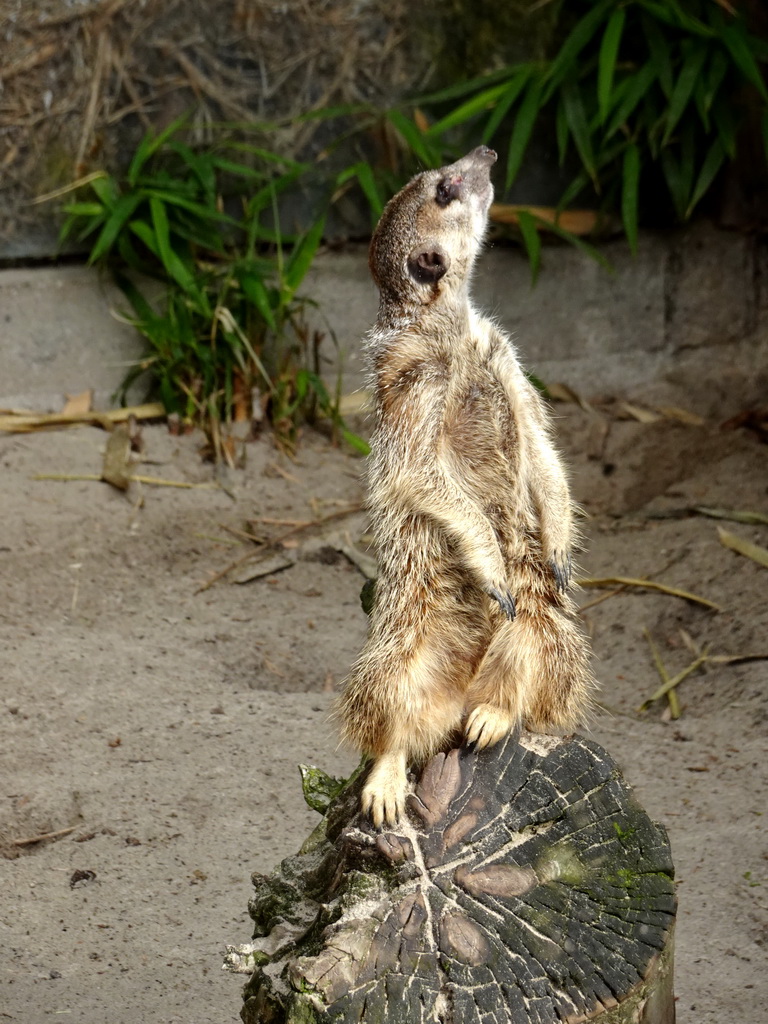 Meerkat at the Dierenpark De Oliemeulen zoo