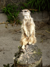 Meerkat at the Dierenpark De Oliemeulen zoo