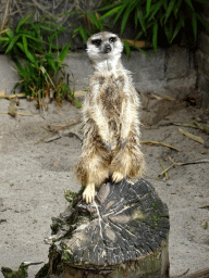 Meerkat at the Dierenpark De Oliemeulen zoo