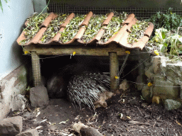 Porcupine at the Dierenpark De Oliemeulen zoo