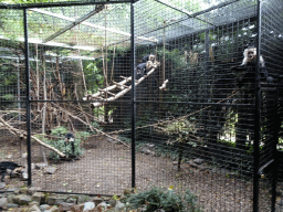 White-faced Capuchins at the Dierenpark De Oliemeulen zoo