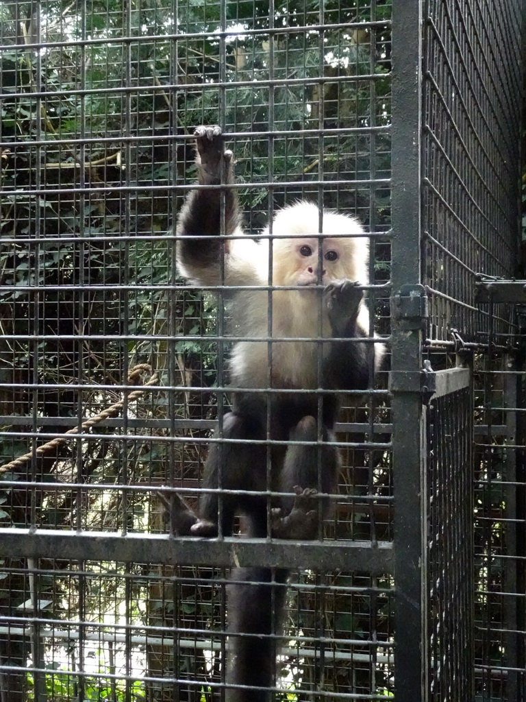 White-faced Capuchin at the Dierenpark De Oliemeulen zoo
