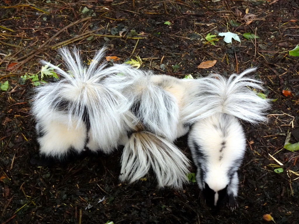 Skunks at the Dierenpark De Oliemeulen zoo