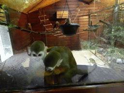 Squirrel Monkeys at the Dierenpark De Oliemeulen zoo