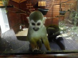 Squirrel Monkeys at the Dierenpark De Oliemeulen zoo