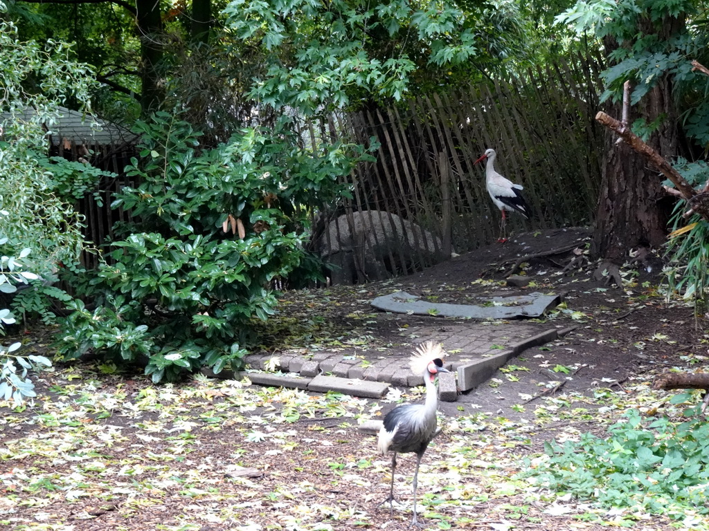 Demoiselle Crane and Stork at the Dierenpark De Oliemeulen zoo