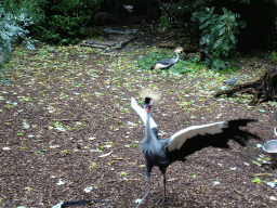 Demoiselle Cranes at the Dierenpark De Oliemeulen zoo