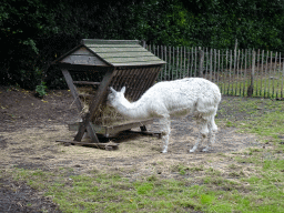Alpaca at the Dierenpark De Oliemeulen zoo