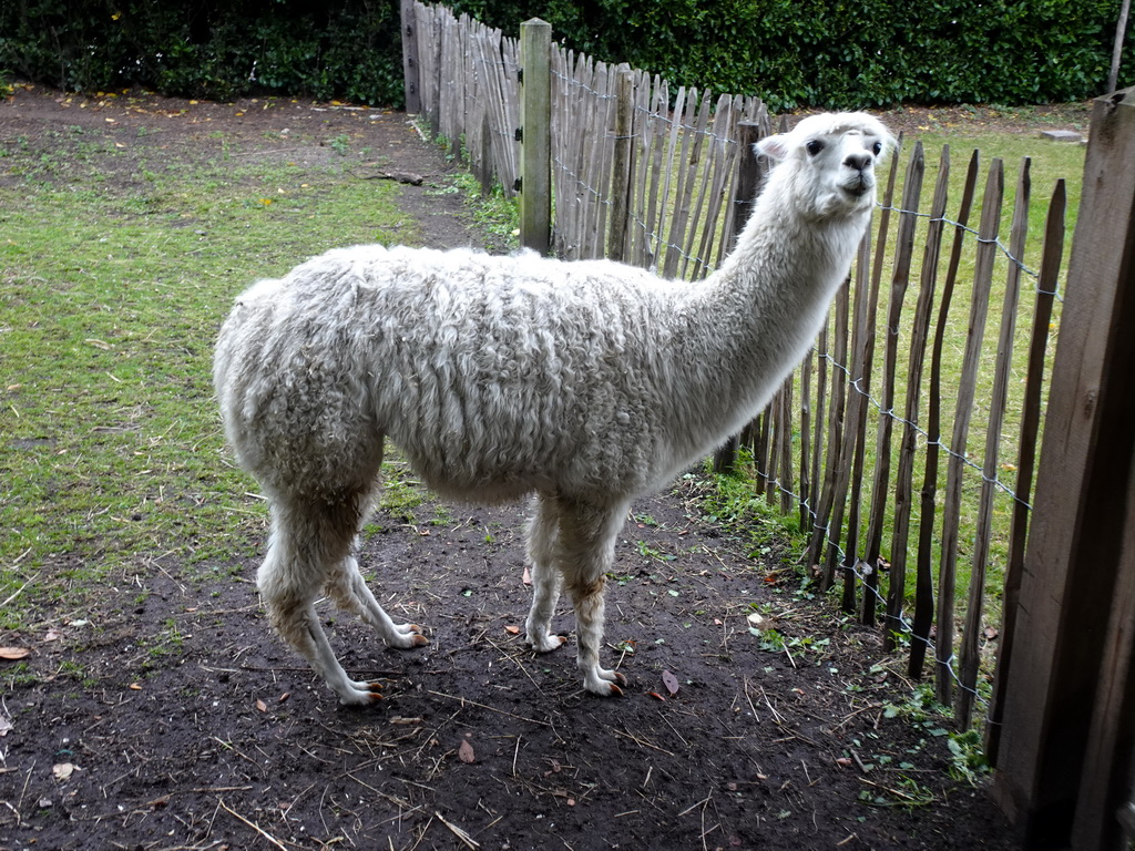 Alpaca at the Dierenpark De Oliemeulen zoo