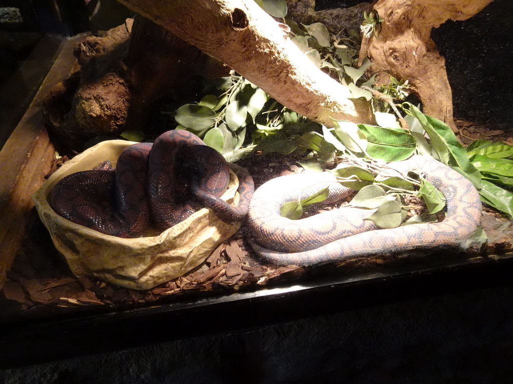 Brazilian Rainbow Boas at the Ground Floor of the main building of the Dierenpark De Oliemeulen zoo