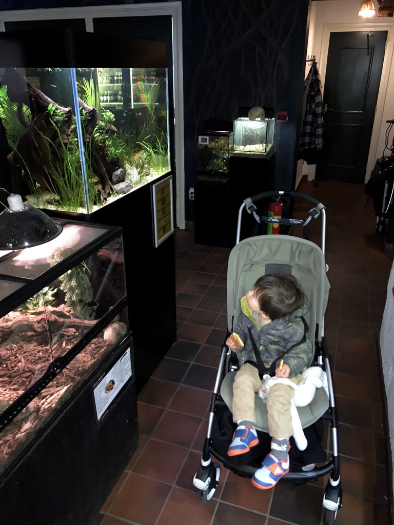 Max with the Lesser Hedgehog Tenrec at the Ground Floor of the main building of the Dierenpark De Oliemeulen zoo