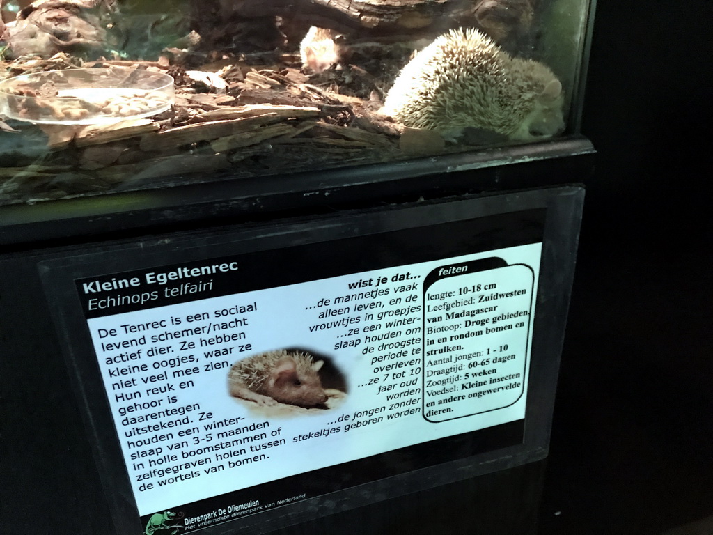 The Lesser Hedgehog Tenrec at the Ground Floor of the main building of the Dierenpark De Oliemeulen zoo, with explanation