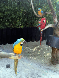 Blue-and-yellow Macaws and Red-and-green Macaw at the Dierenpark De Oliemeulen zoo