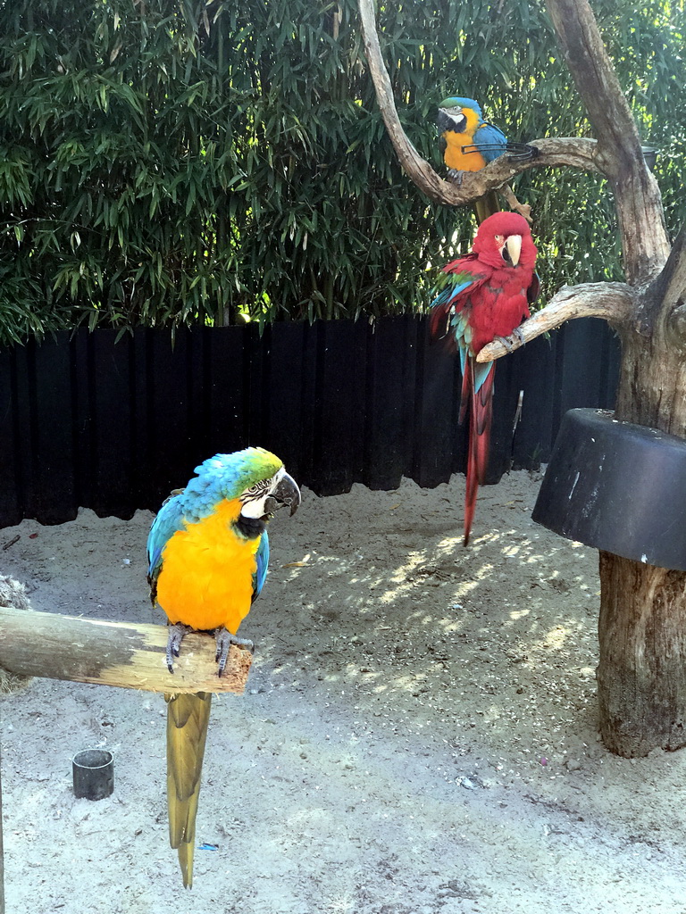 Blue-and-yellow Macaws and Red-and-green Macaw at the Dierenpark De Oliemeulen zoo