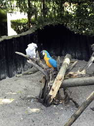 White Cockatoo and Blue-and-yellow Macaw at the Dierenpark De Oliemeulen zoo