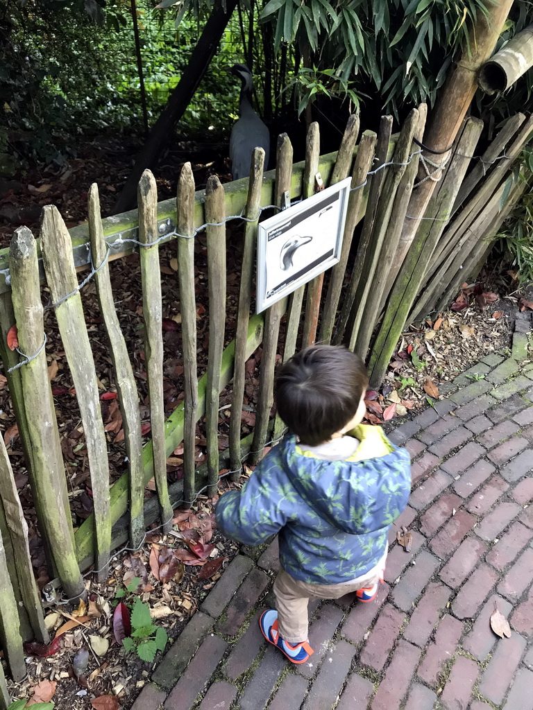 Max with a Demoiselle Crane at the Dierenpark De Oliemeulen zoo, with explanation