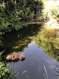 Statue of a Hippopotamus in a pond at the Dierenpark De Oliemeulen zoo