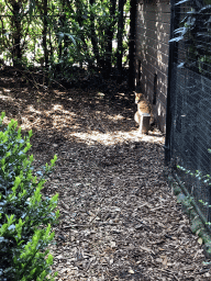 Serval at the Dierenpark De Oliemeulen zoo