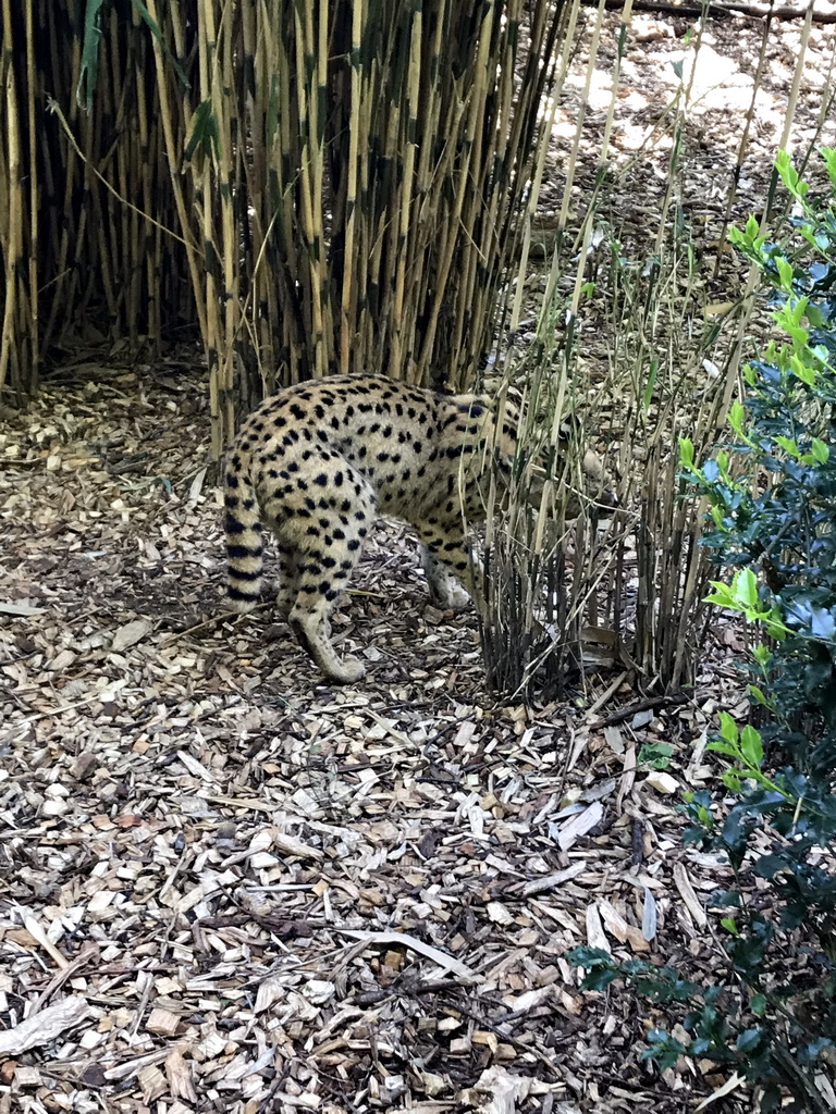 Serval at the Dierenpark De Oliemeulen zoo