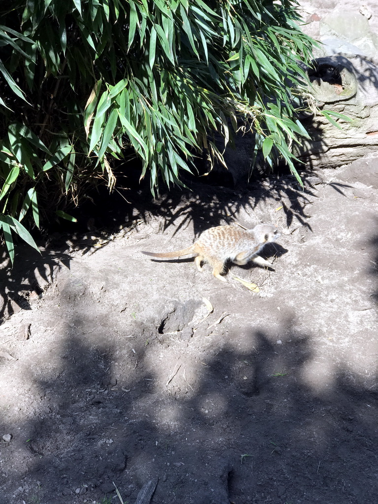 Meerkat at the Dierenpark De Oliemeulen zoo