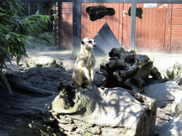 Meerkat at the Dierenpark De Oliemeulen zoo