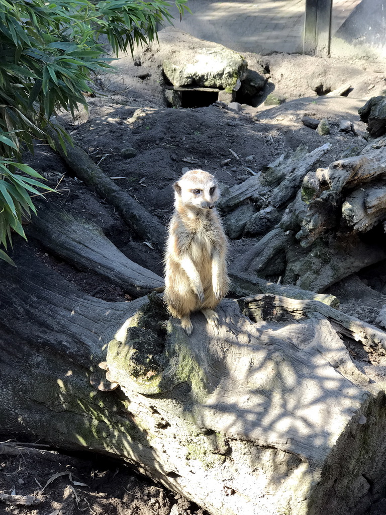 Meerkat at the Dierenpark De Oliemeulen zoo
