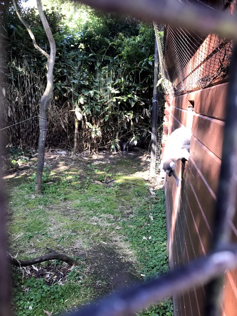 Ring-tailed Lemur at the Dierenpark De Oliemeulen zoo