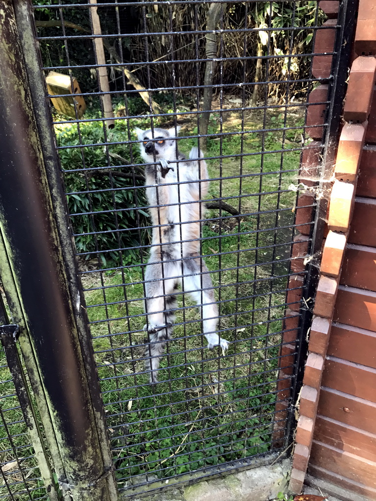 Ring-tailed Lemur at the Dierenpark De Oliemeulen zoo