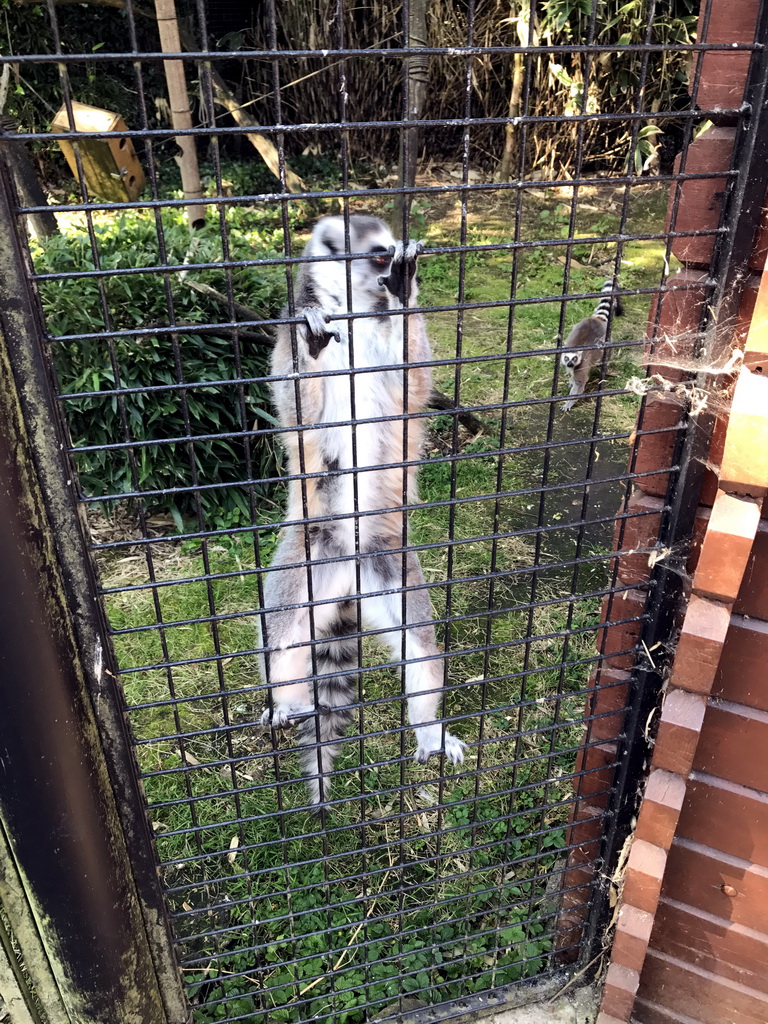 Ring-tailed Lemurs at the Dierenpark De Oliemeulen zoo