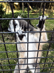 Ring-tailed Lemur at the Dierenpark De Oliemeulen zoo