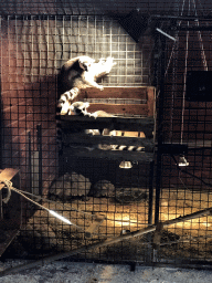 Ring-tailed Lemurs at the Dierenpark De Oliemeulen zoo