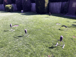 Northern White-faced Owls and Common Buzzard at the Dierenpark De Oliemeulen zoo