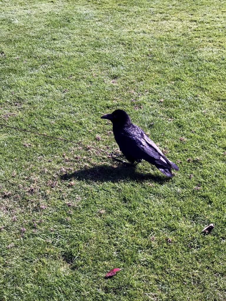Raven at the Dierenpark De Oliemeulen zoo