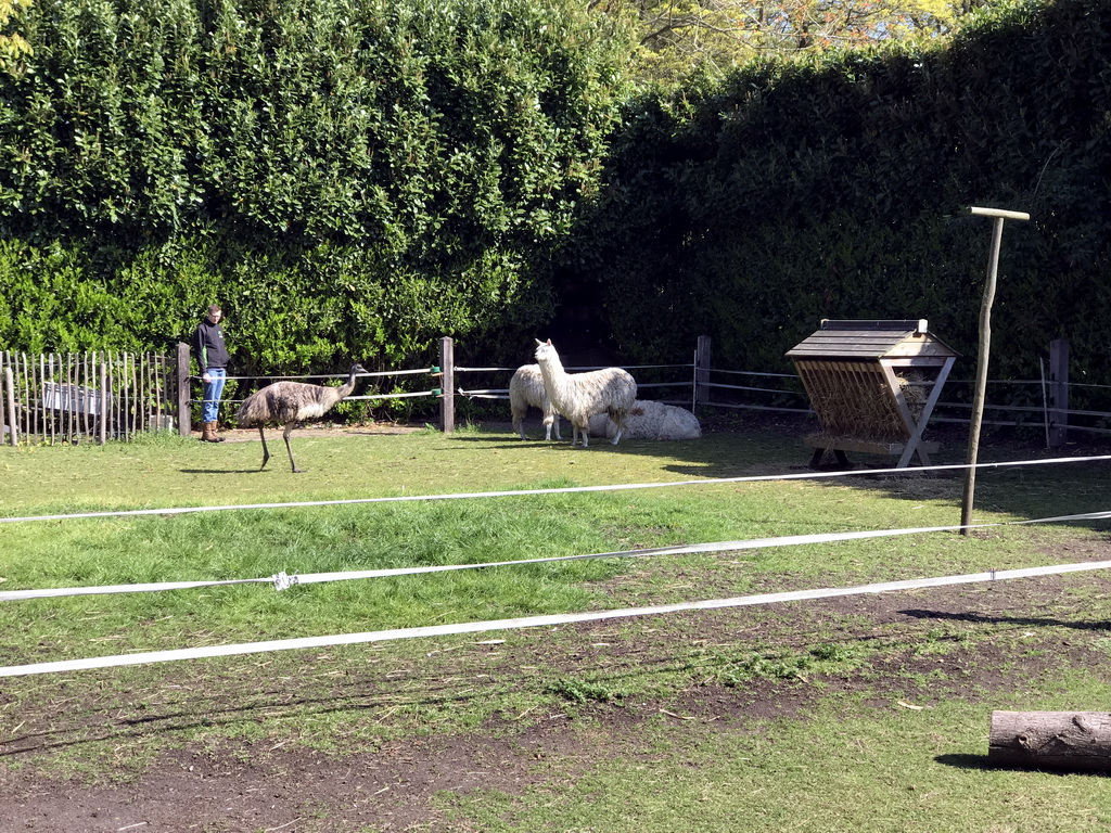 Alpacas and Emu at the Dierenpark De Oliemeulen zoo