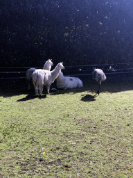 Alpacas and Emu at the Dierenpark De Oliemeulen zoo