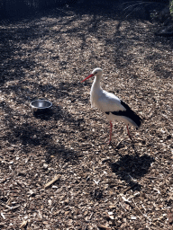 Stork at the Dierenpark De Oliemeulen zoo