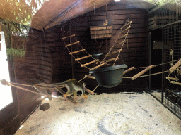 Squirrel Monkey at the Dierenpark De Oliemeulen zoo