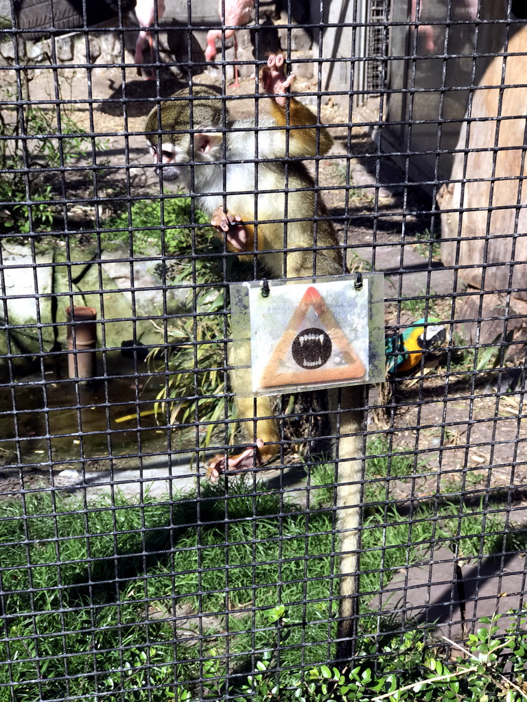 Squirrel Monkey and Blue-and-yellow Macaw at the Dierenpark De Oliemeulen zoo