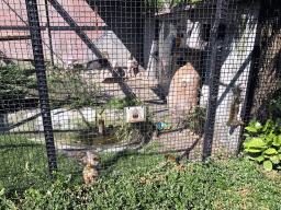 Squirrel Monkeys, Blue-and-yellow Macaw and Lesser Flamingos at the Dierenpark De Oliemeulen zoo