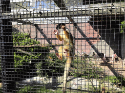 Squirrel Monkey and Lesser Flamingos at the Dierenpark De Oliemeulen zoo