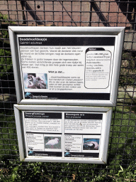 Explanation on the Squirrel Monkey, Lesser Flamingo and Blue-and-yellow Macaw at the Dierenpark De Oliemeulen zoo