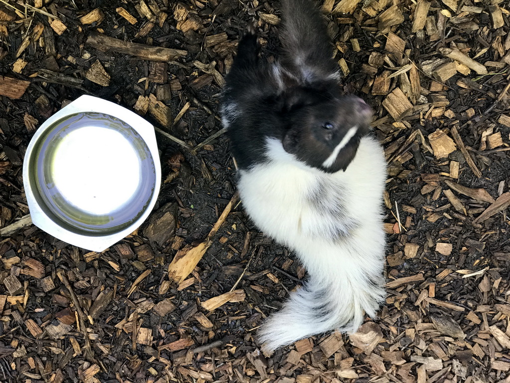 Skunk at the Dierenpark De Oliemeulen zoo